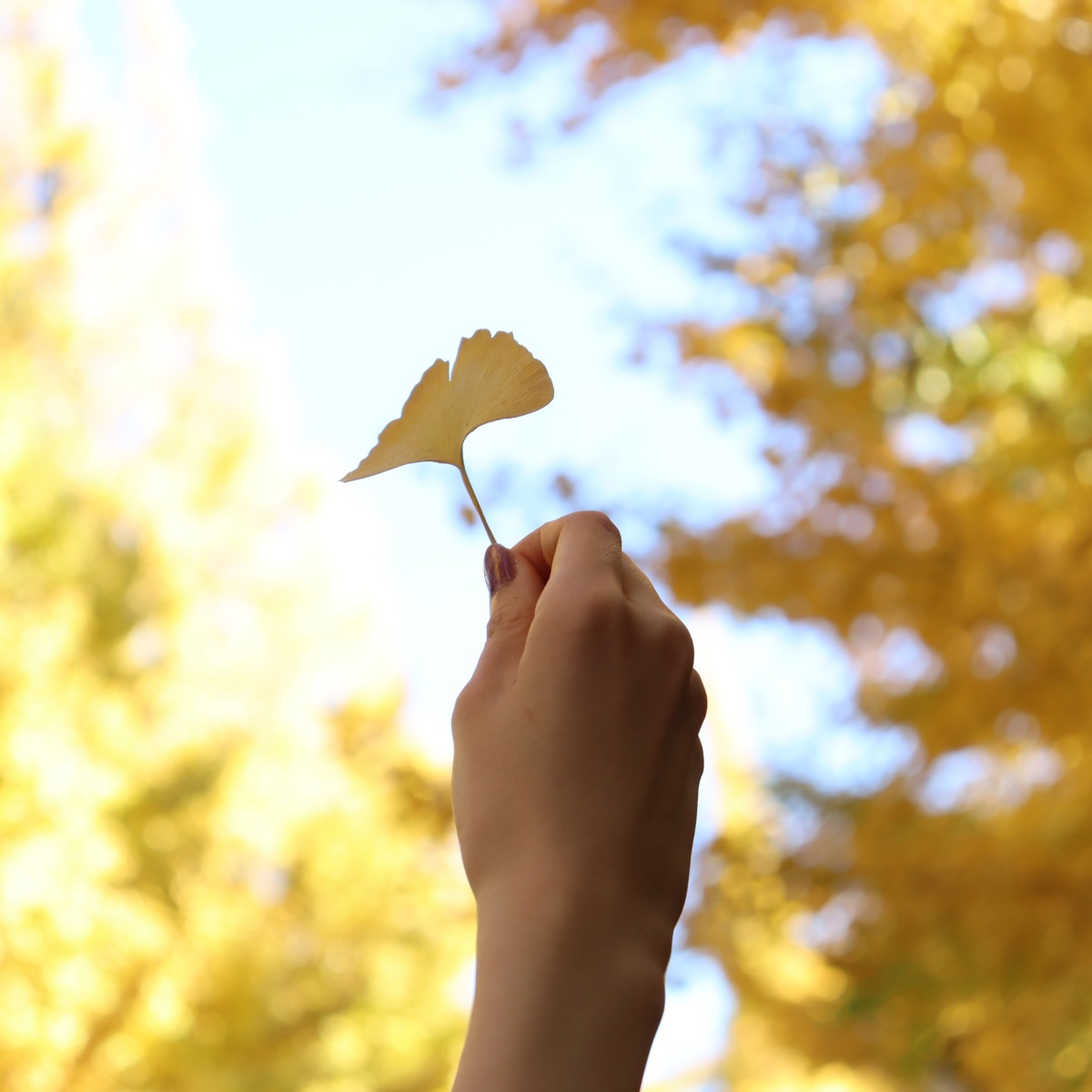 A Perfect Autumn Walk from the Ginkgo Tree Avenue to Meiji Shrine and Harajuku