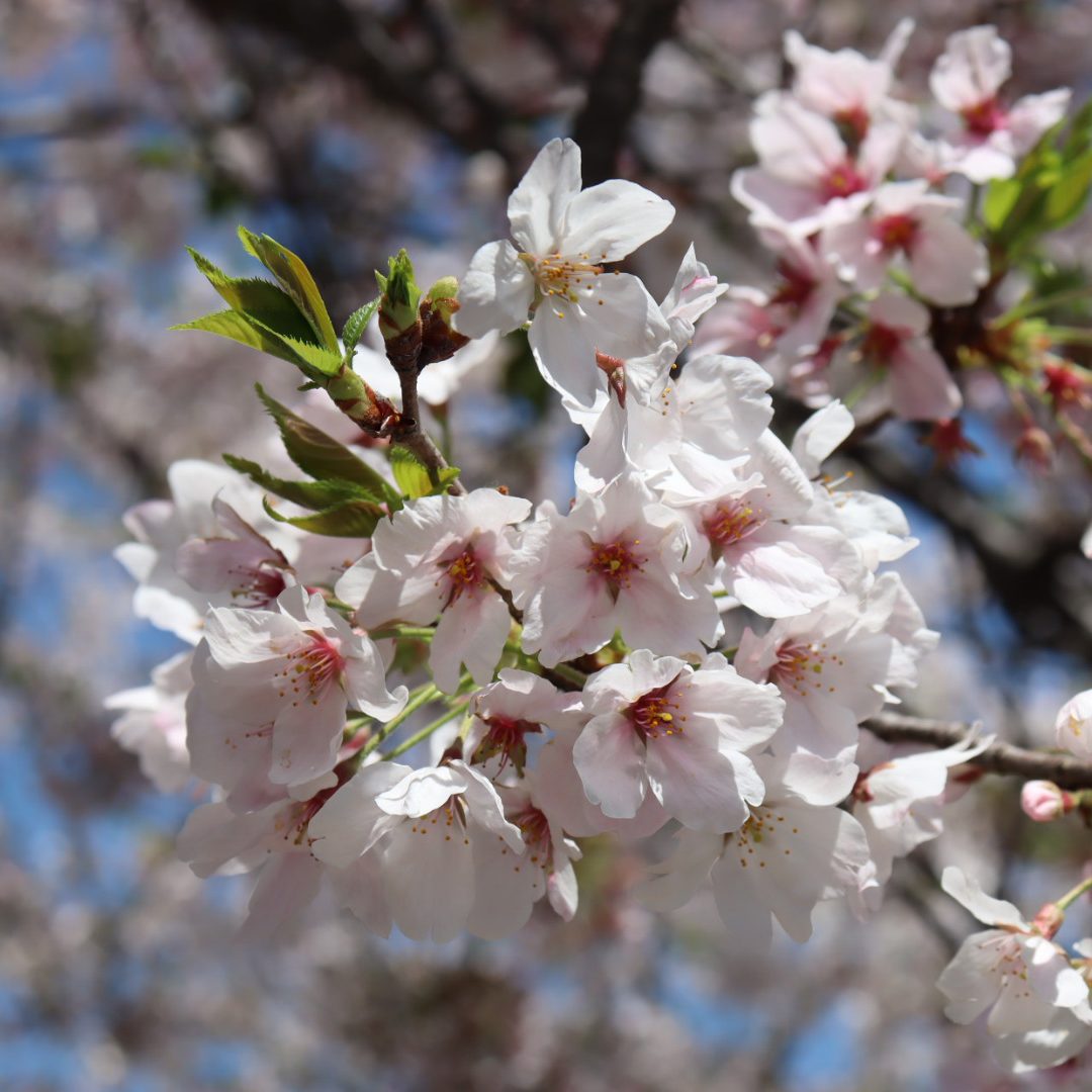 ホテルからお花見スポットまでのアクセス 5選はいずれもドアツードア30分以内で行けるスポットです。番外編「三溪園」の所要時間は約60分です。