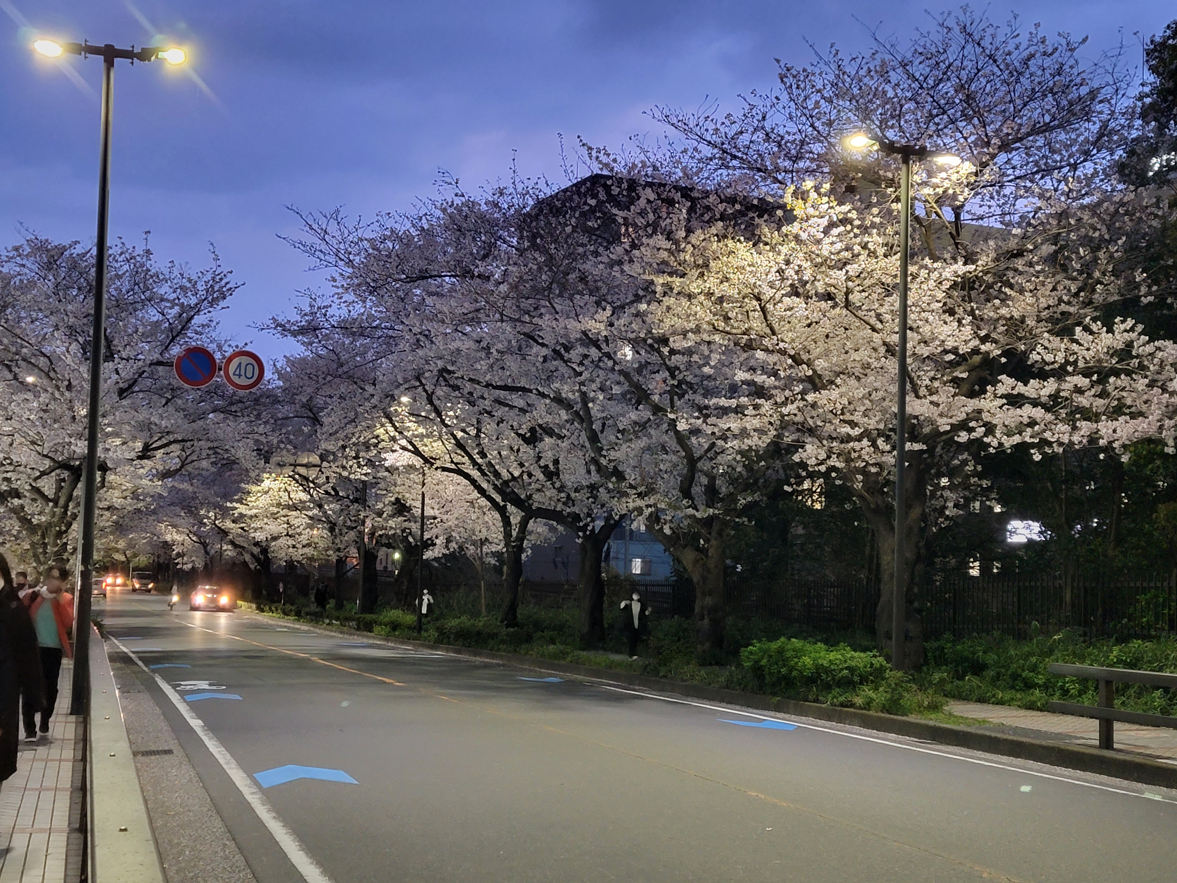 線路沿いの道を、満開の桜が包み込む「堀川町線の桜並木」【徒歩5分】