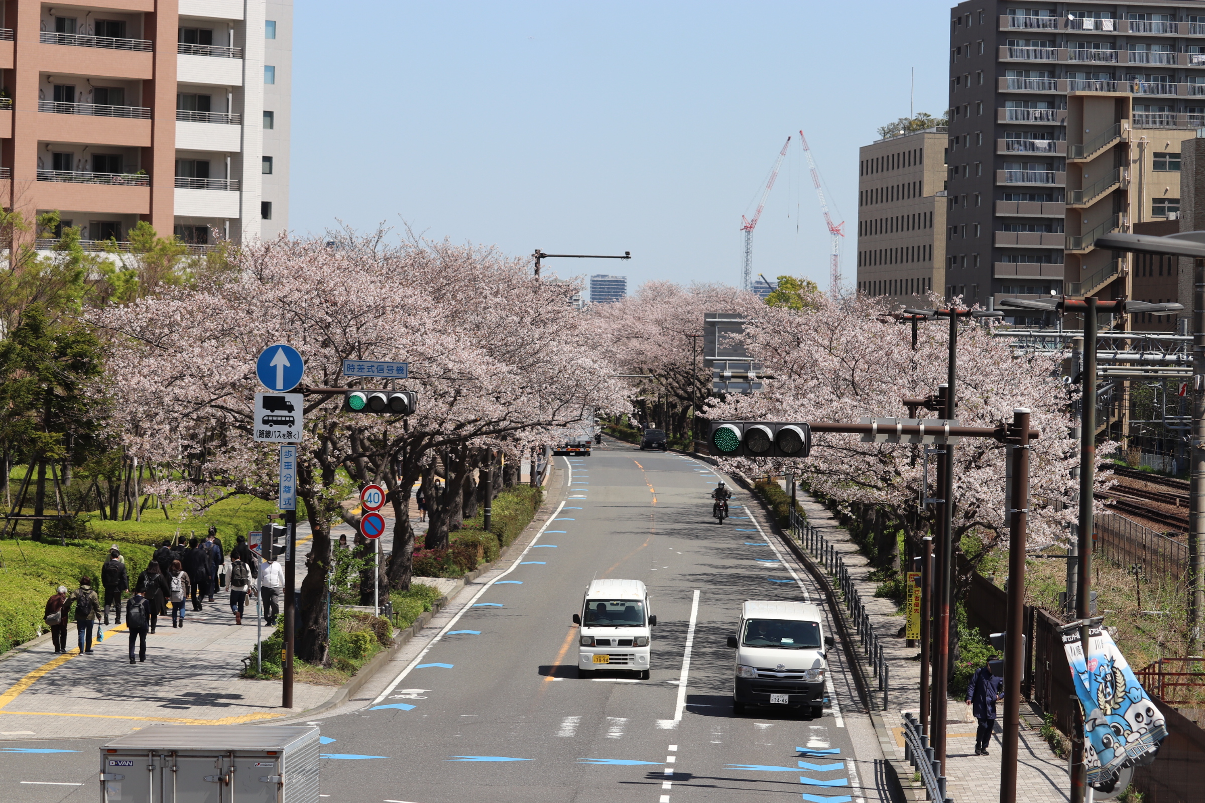Cherry blossoms in full bloom envelop the road along the railway “The Horikawa-cho Line Cherry Blossom Trees” [5-minutes walk]
