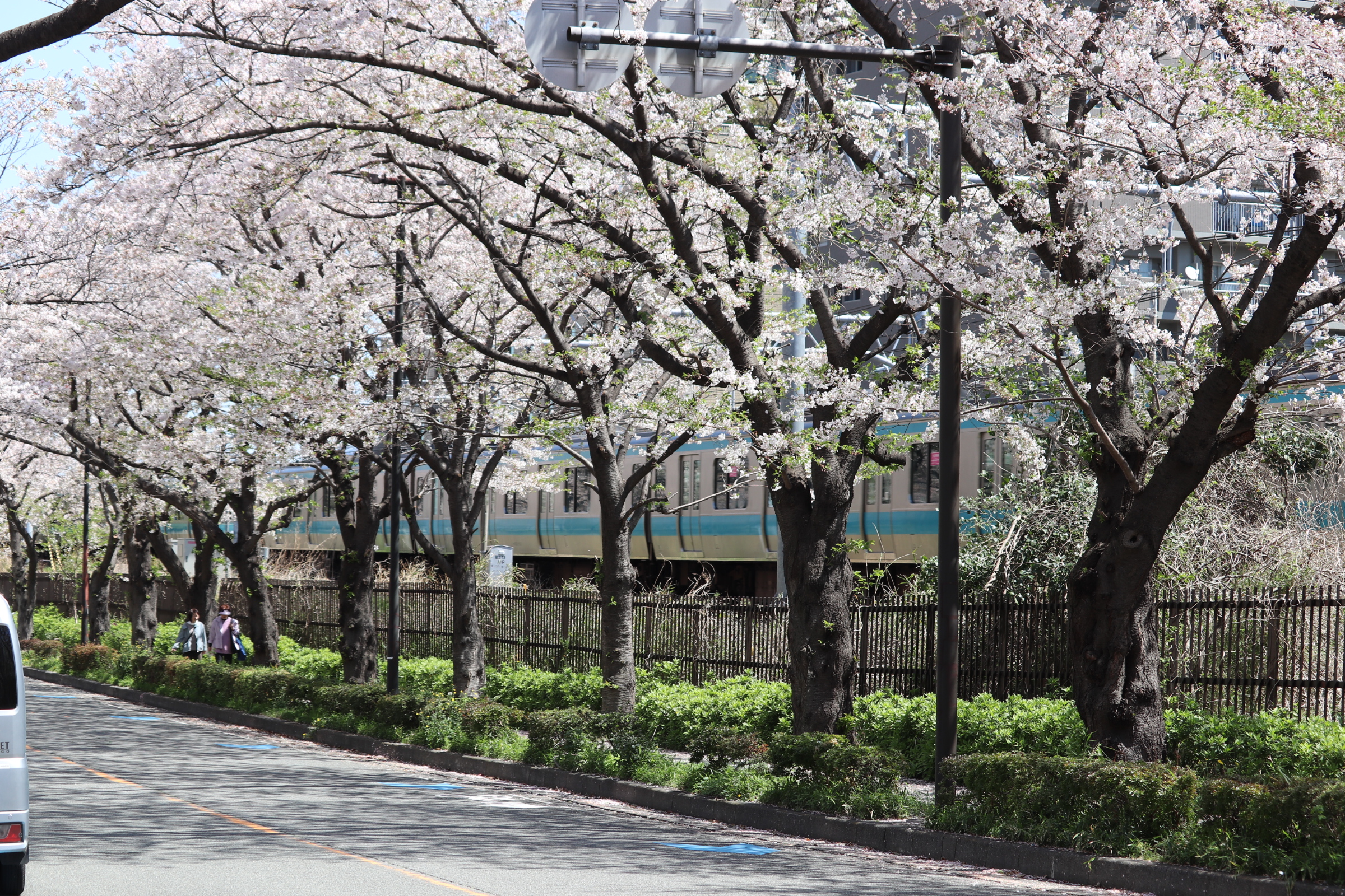 線路沿いの道を、満開の桜が包み込む「堀川町線の桜並木」【徒歩5分】