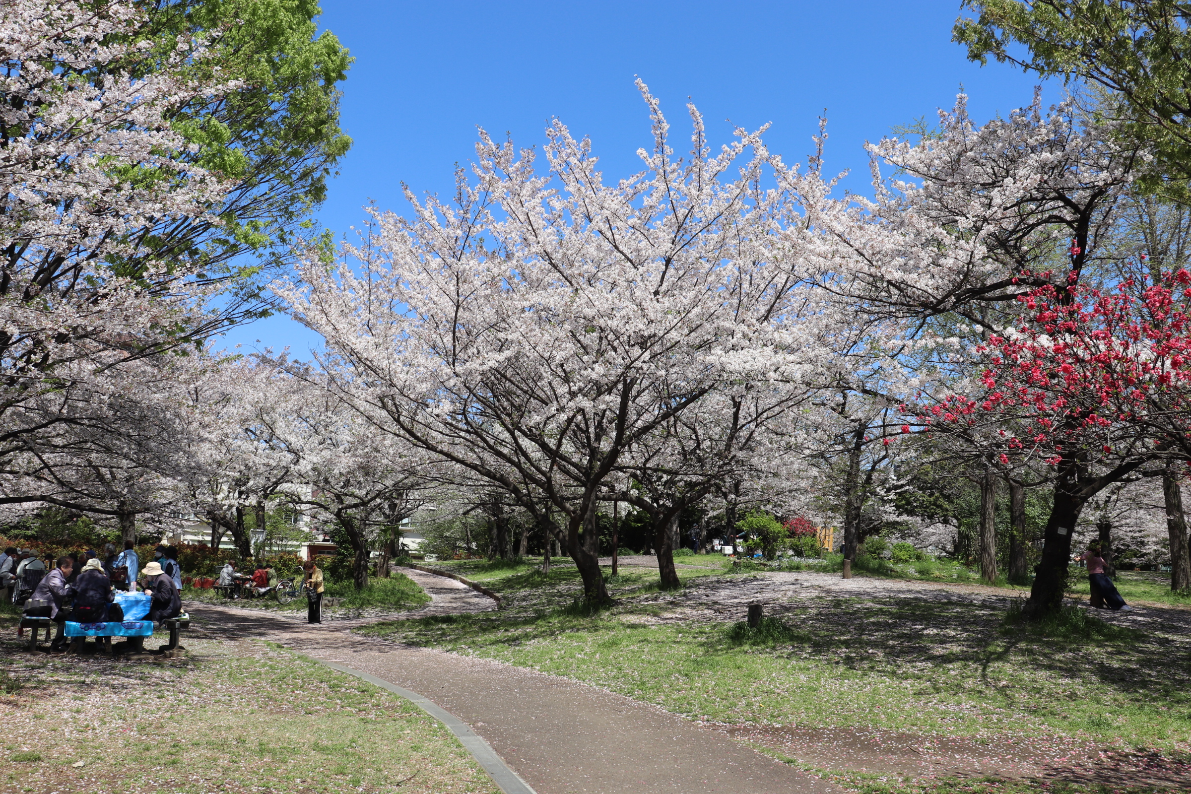 地元民イチ押し！幸区が誇るお花見スポット「南河原公園」【徒歩15分】
