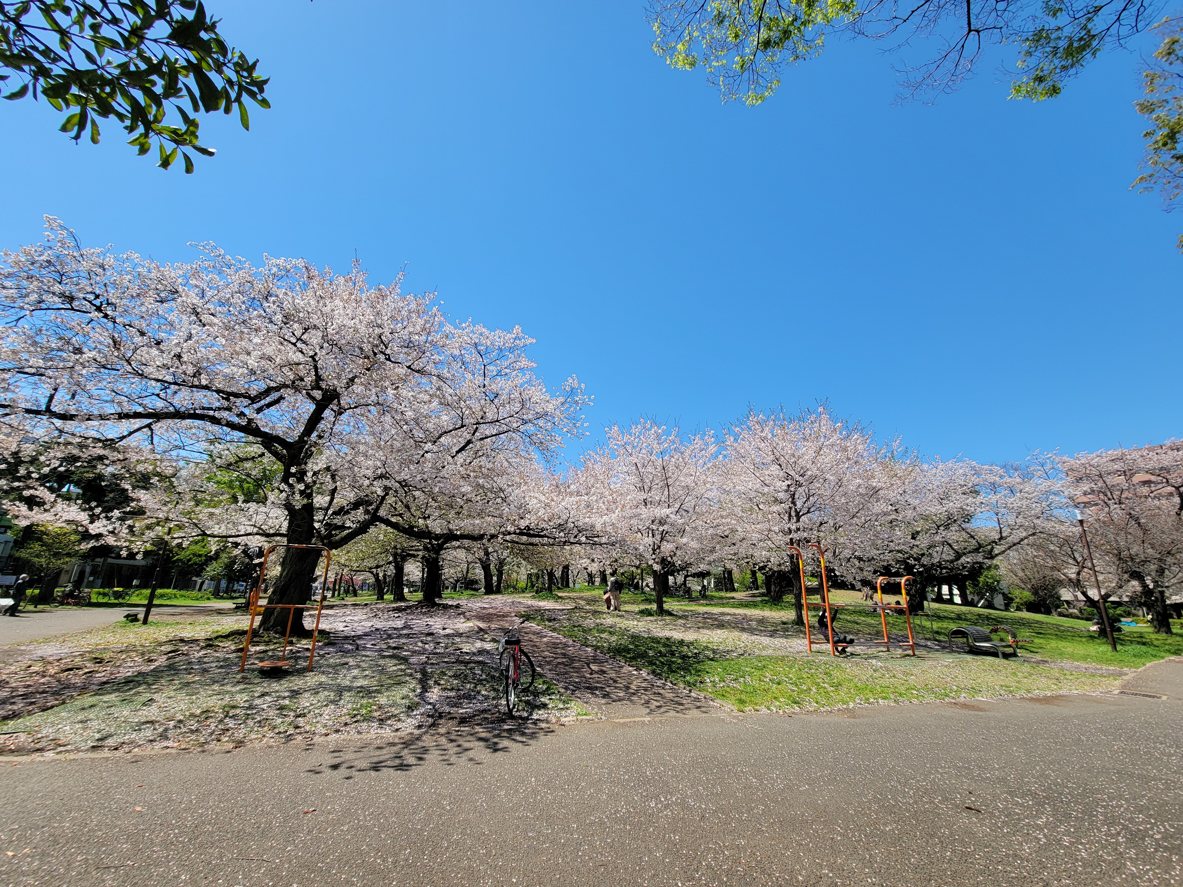 地元民イチ押し！幸区が誇るお花見スポット「南河原公園」【徒歩15分】