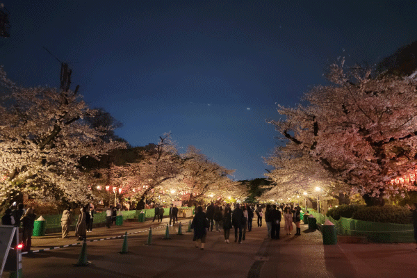 実は川崎から近い！江戸時代から親しまれる桜の名所「上野恩賜公園」【JR東海道線22分＋徒歩5分】