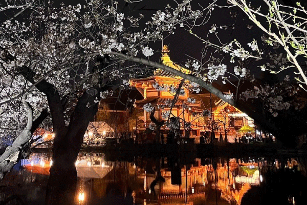 実は川崎から近い！江戸時代から親しまれる桜の名所「上野恩賜公園」【JR東海道線22分＋徒歩5分】