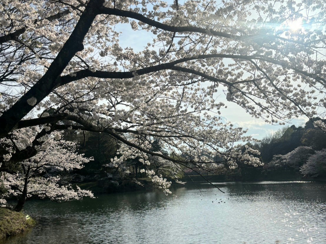 「さくら名所100選」にもランクイン！水辺の桜が美しい「三ッ池公園」【タクシーで15分】