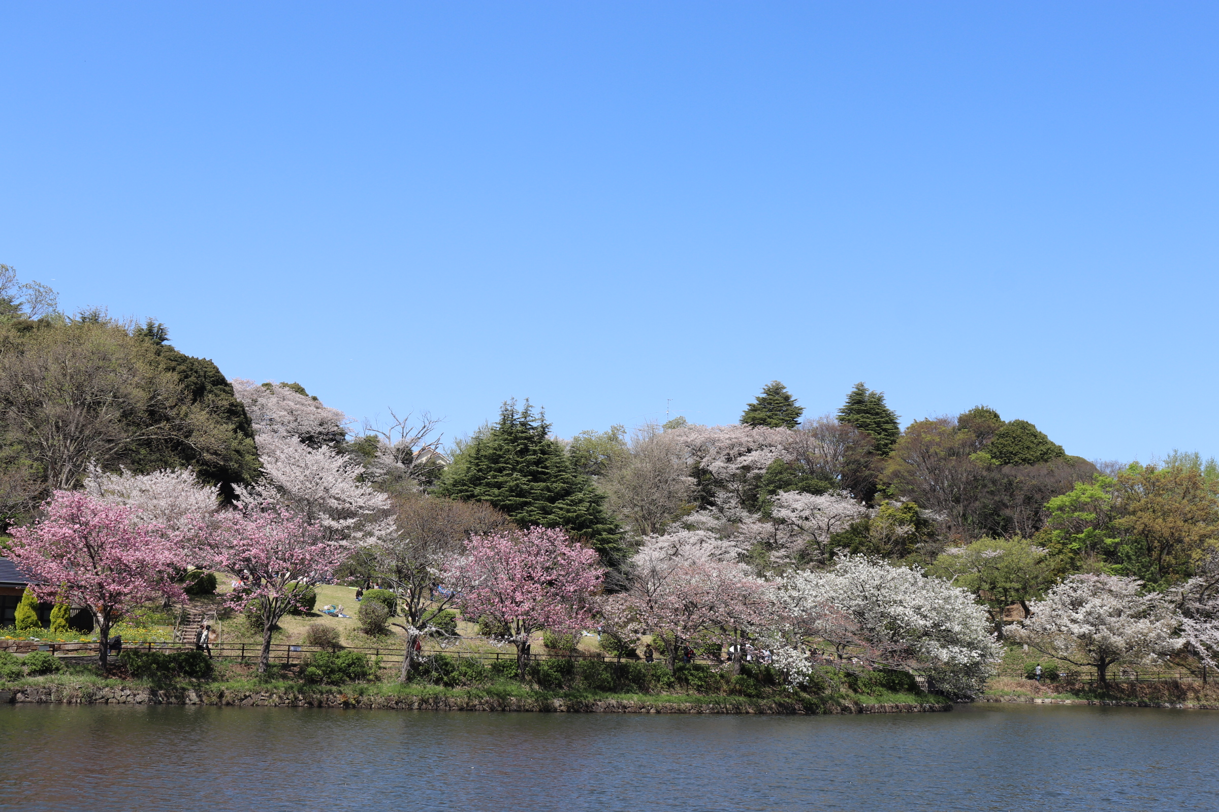 「さくら名所100選」にもランクイン！水辺の桜が美しい「三ッ池公園」【タクシーで15分】