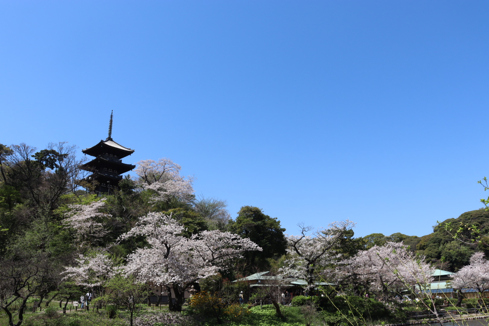 毎年3月下旬から4月初旬までは開園時間を21：00まで延長し、園内をライトアップする「桜めぐり」を開催。外苑の大池周辺の桜と古建築を中心にライトアップが行われ、大池に映し出された桜と歴史的建造物は幻想的な美しさです。