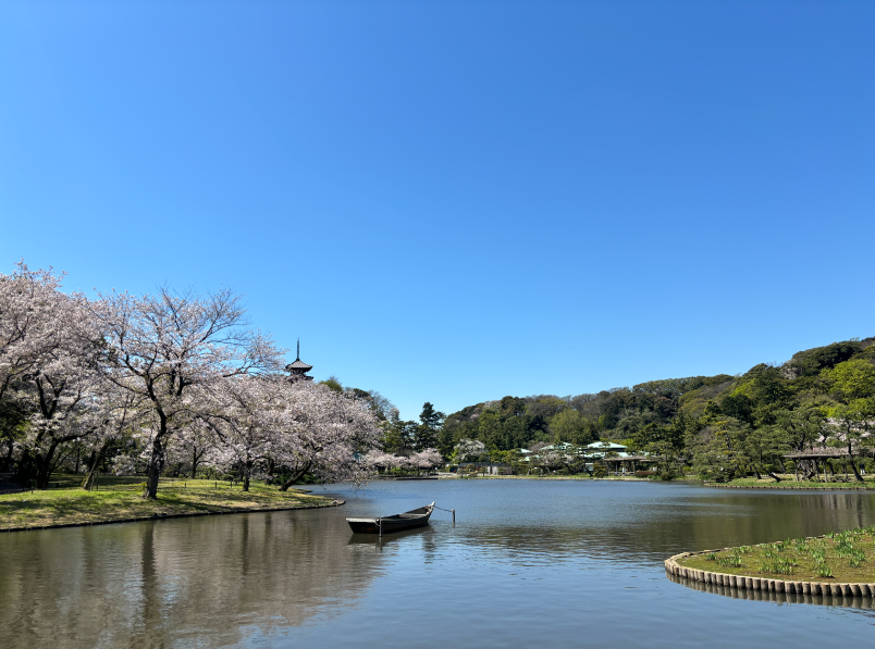 毎年3月下旬から4月初旬までは開園時間を21：00まで延長し、園内をライトアップする「桜めぐり」を開催。外苑の大池周辺の桜と古建築を中心にライトアップが行われ、大池に映し出された桜と歴史的建造物は幻想的な美しさです。